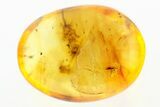 Fossil True Bug (Heteroptera) In Baltic Amber #275459-1